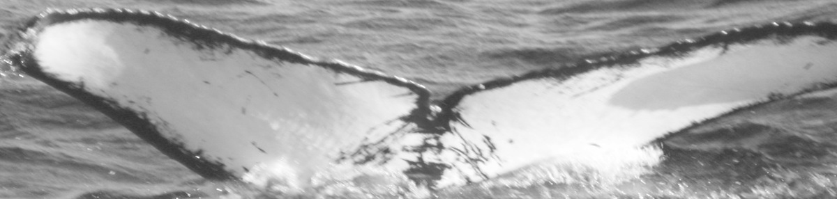 Fluke of CRC-11673