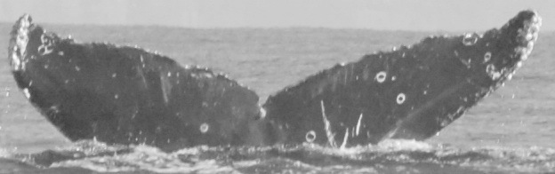 Fluke of CRC-10871