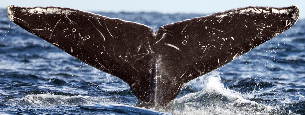 Fluke of Tony (Sayulita)