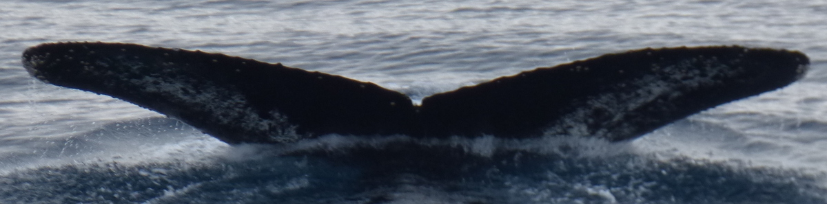 Fluke of HW-MN1301830