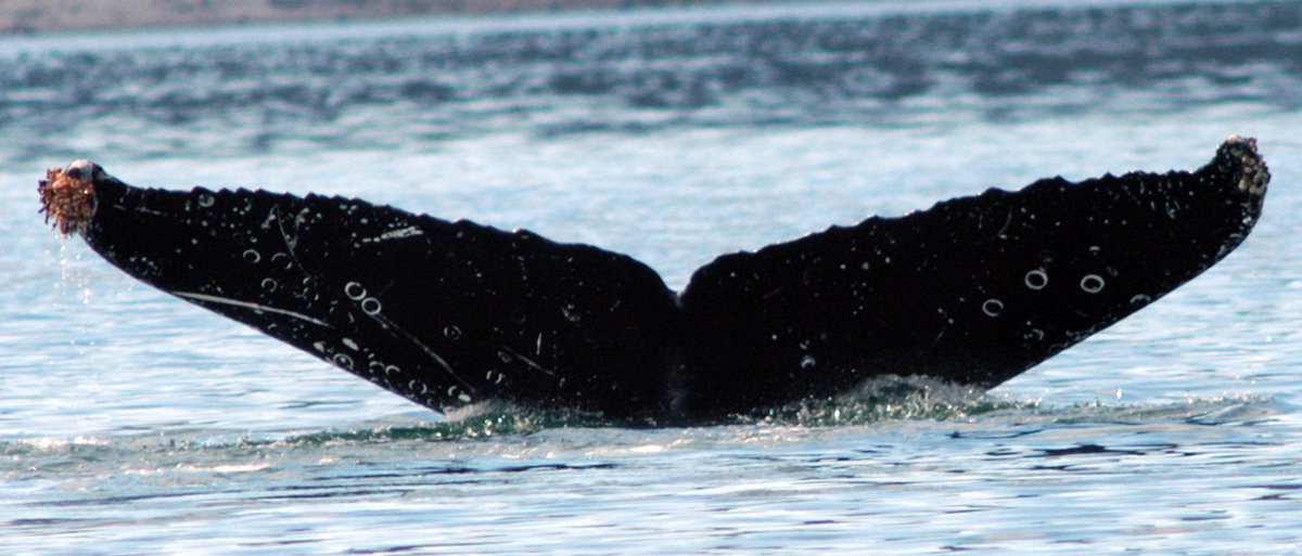 Fluke of CatsPaw (FS)