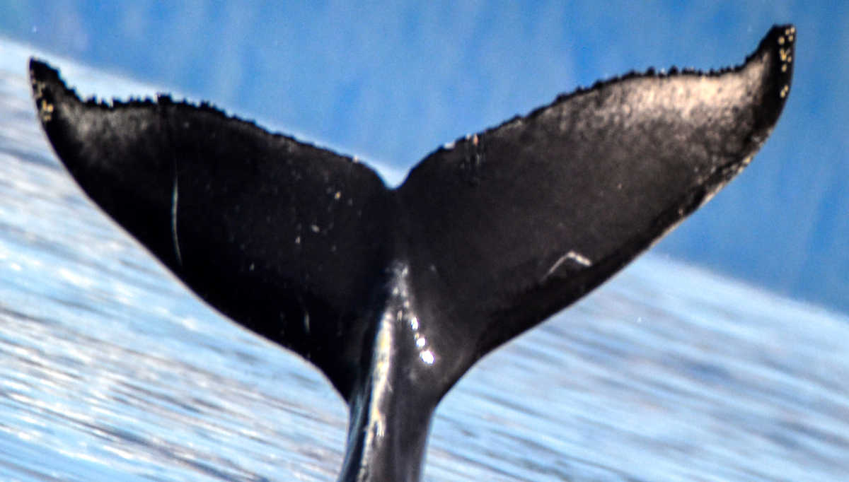 Fluke of Hoonah (SE Alaska)