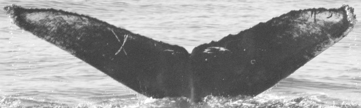 Fluke of CRC-12474