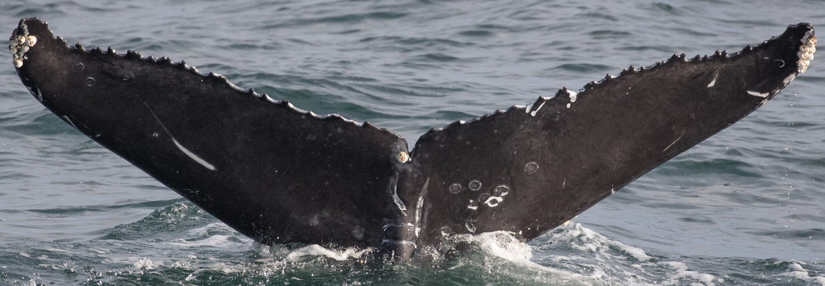 Fluke of General (Bling pod California)