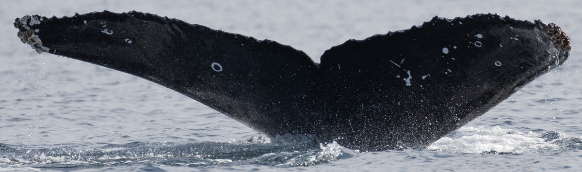 Fluke of CRC-16748