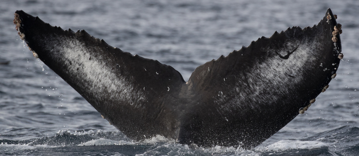 Fluke of CRC-17840