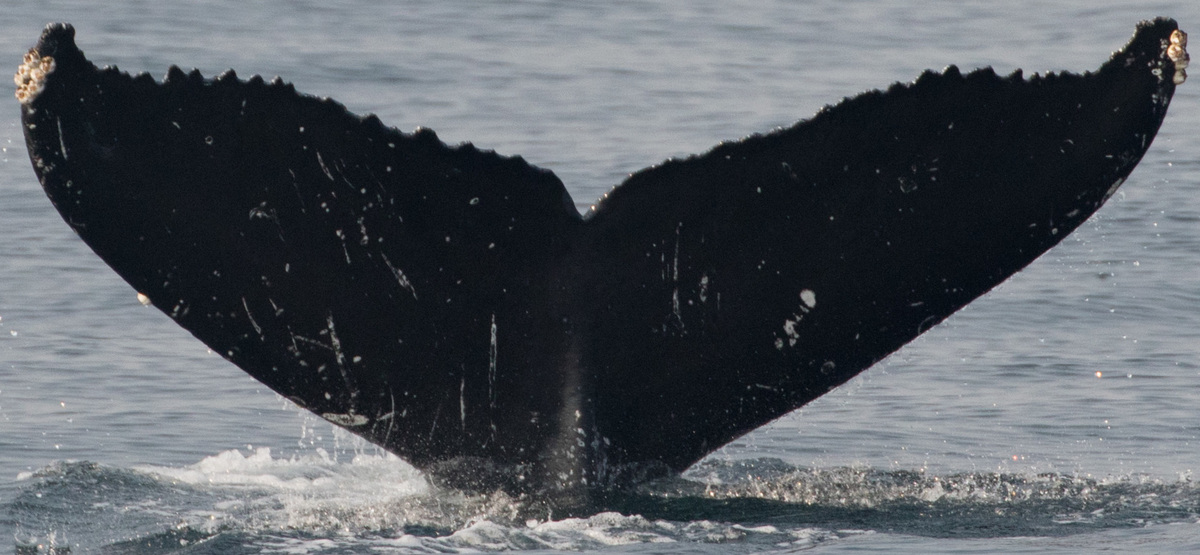 Fluke of CRC-17327