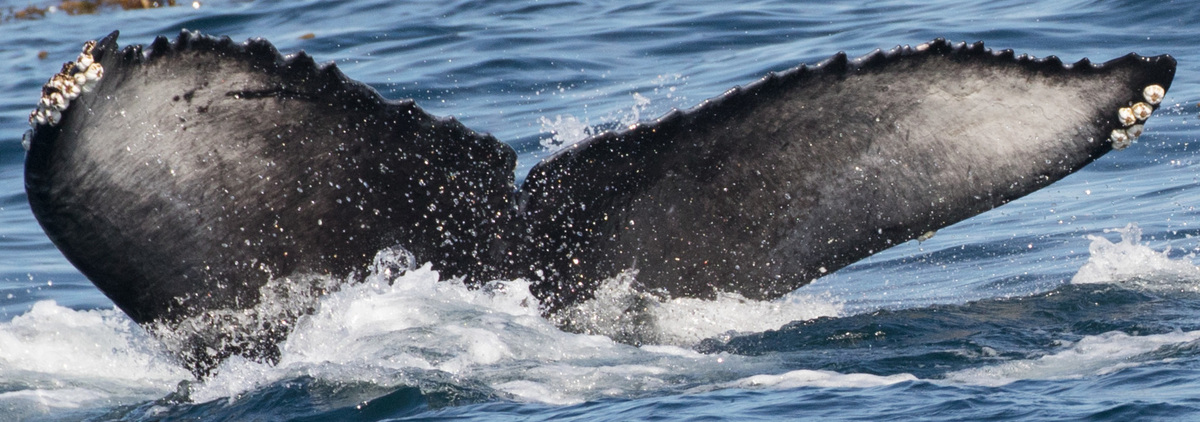 Fluke of David Blowie (Monterey)