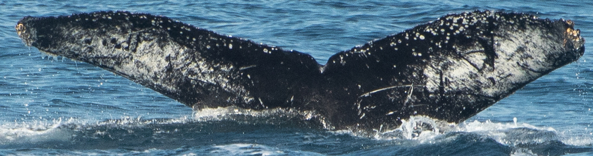 Fluke of CRC-17087