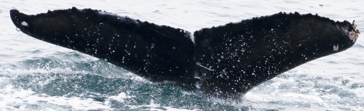 Fluke of CRC-17772