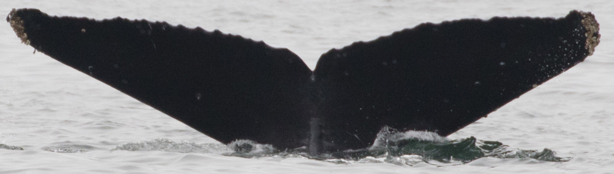 Fluke of CRC-17948