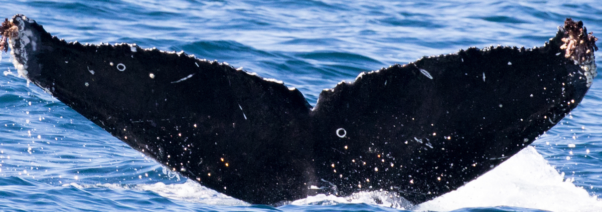 Fluke of CRC-17770