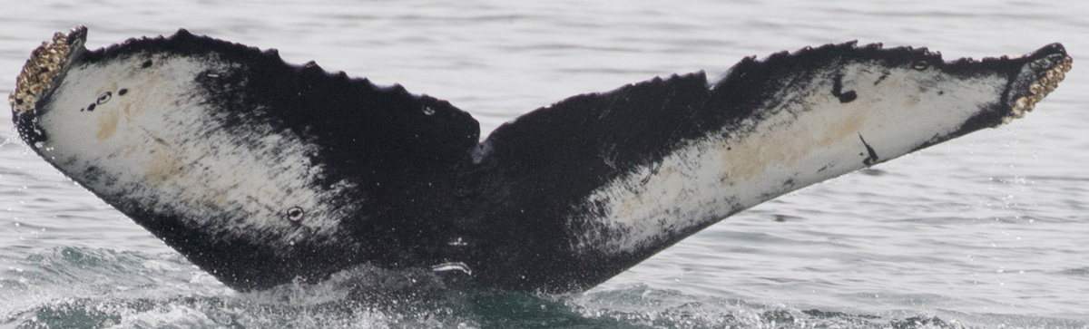 Fluke of CRC-17864