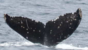 Fluke of CRC-18199