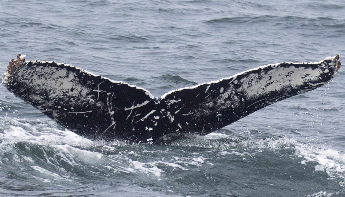 Fluke of CRC-17963