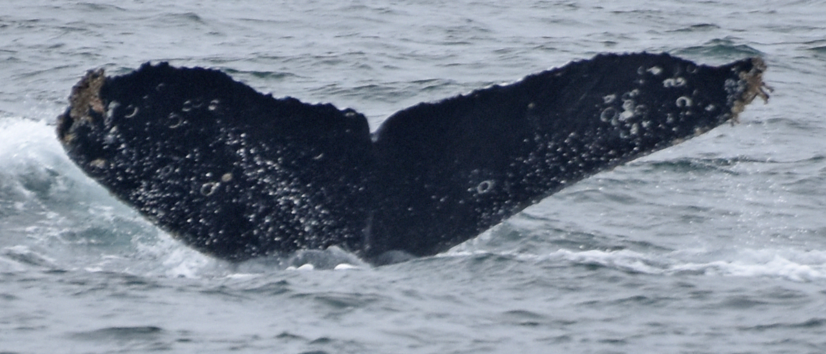 Fluke of CRC-17115