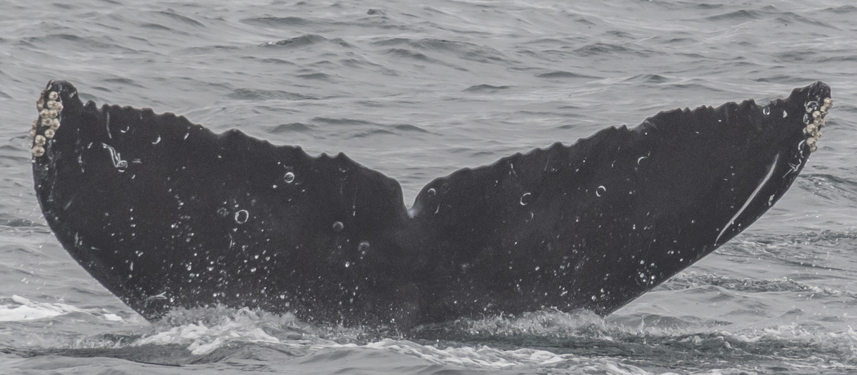 Fluke of CRC-18270