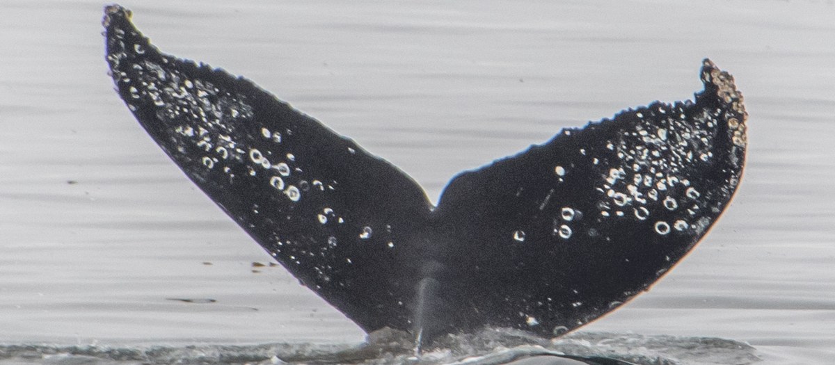 Fluke of CRC-18269