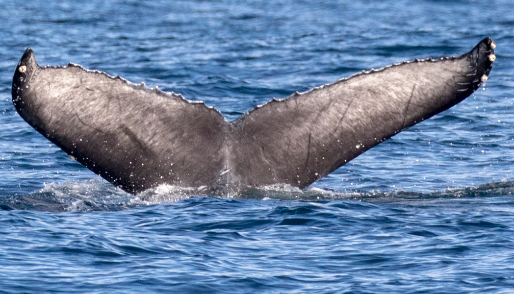 Fluke of CRC-18320