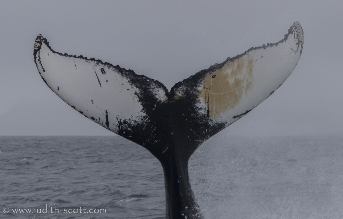 Fluke of Wink (Westfjords)