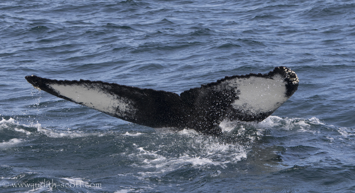 Fluke of Keloid (Westfjords)