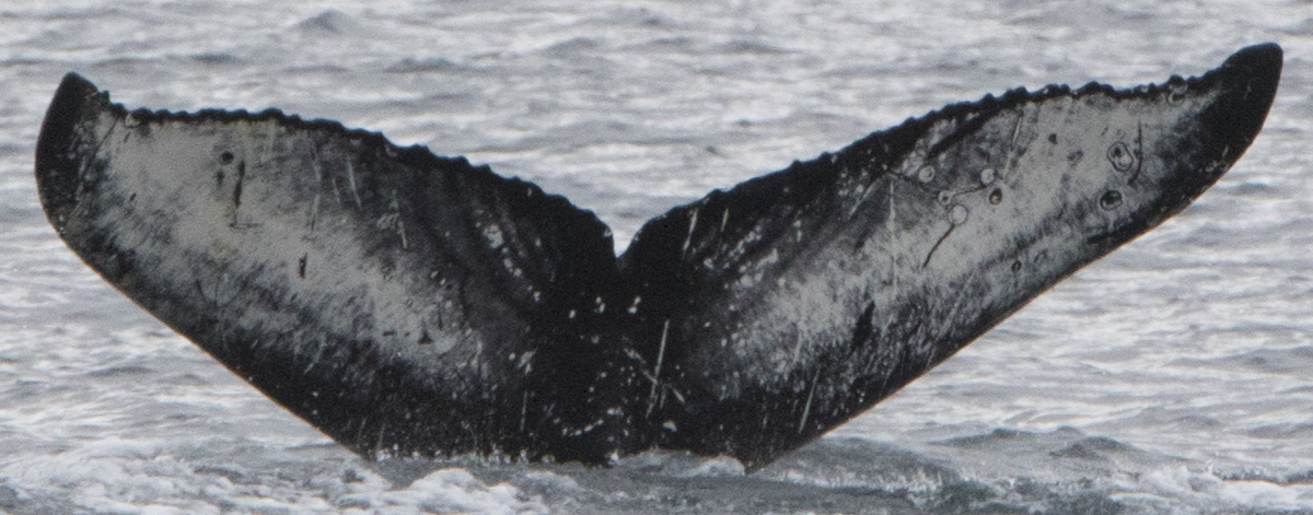 Fluke of Semicolon (Iceland)
