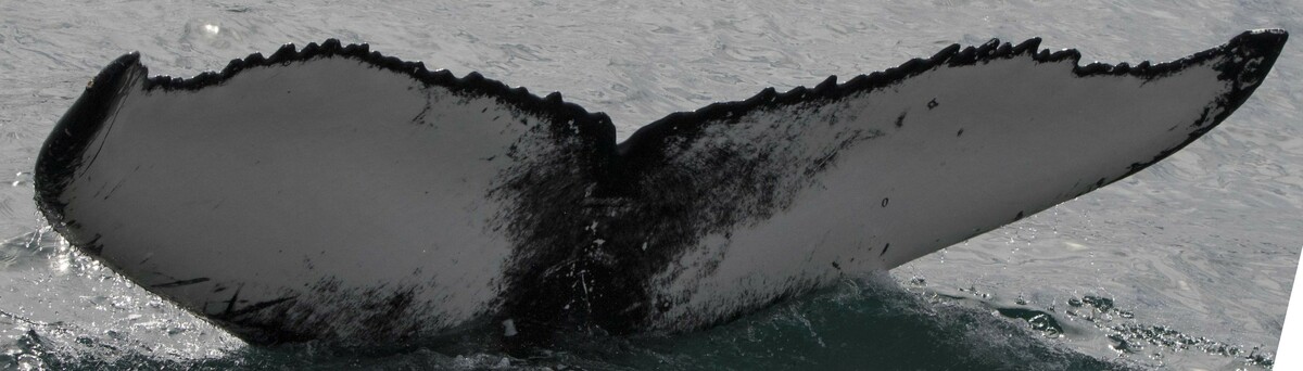 Fluke of Flint (Husavik)