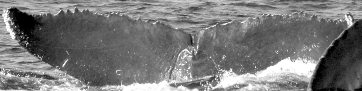 Fluke of CRC-15009