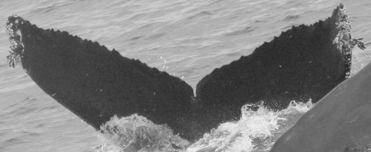 Fluke of CRC-12530