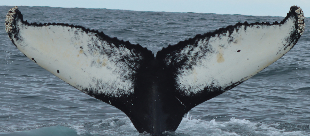 Fluke of Ziemniak (Husavik)