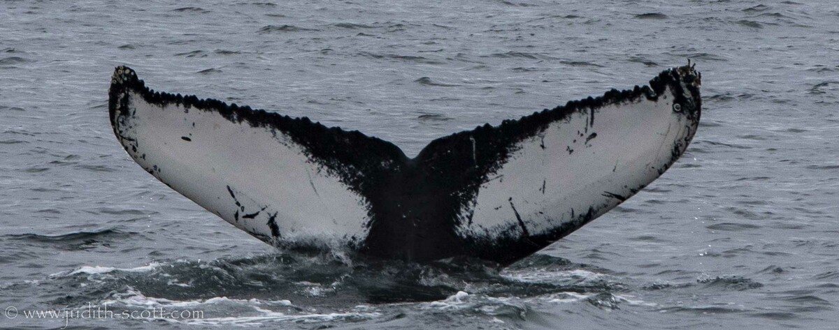 Fluke of Windmill (Iceland) aka Mazikeen (Husavik)