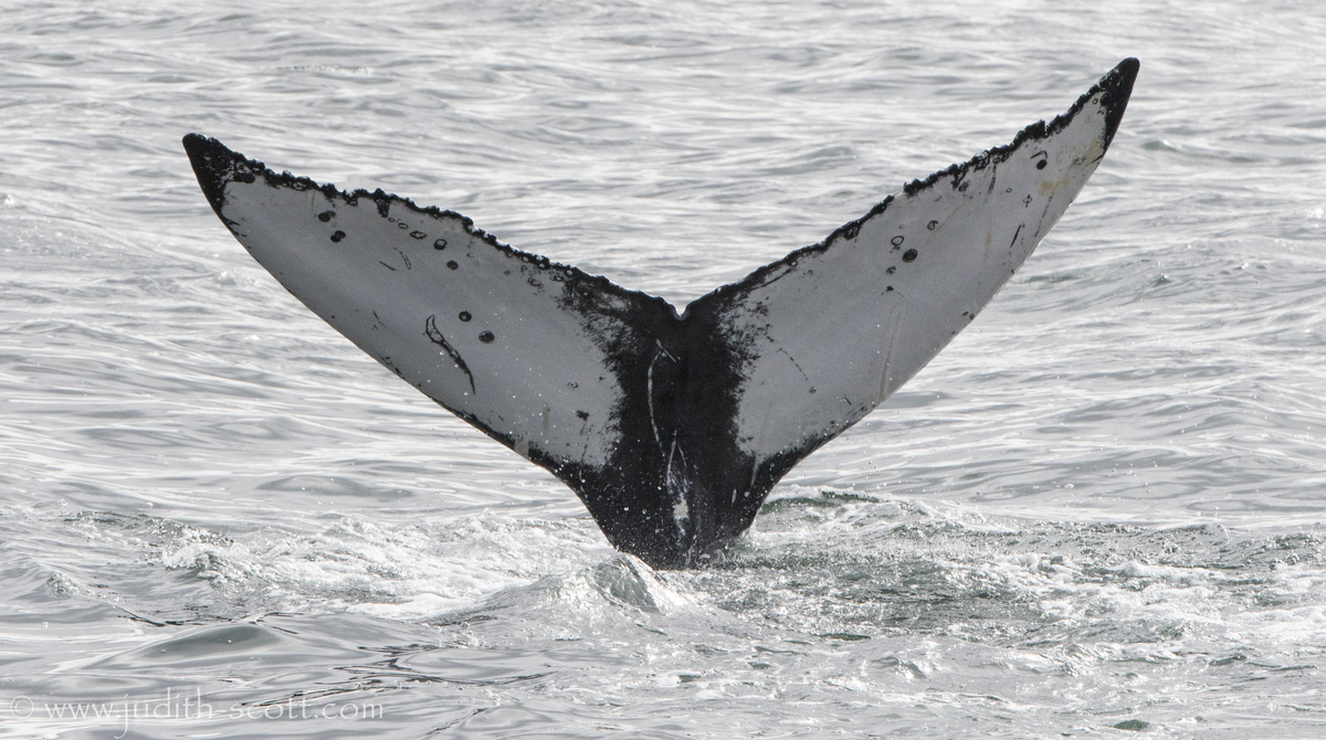 Fluke of Dalmatian (Husavik)