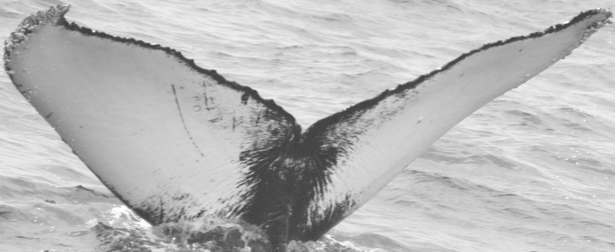 Fluke of CRC-15267