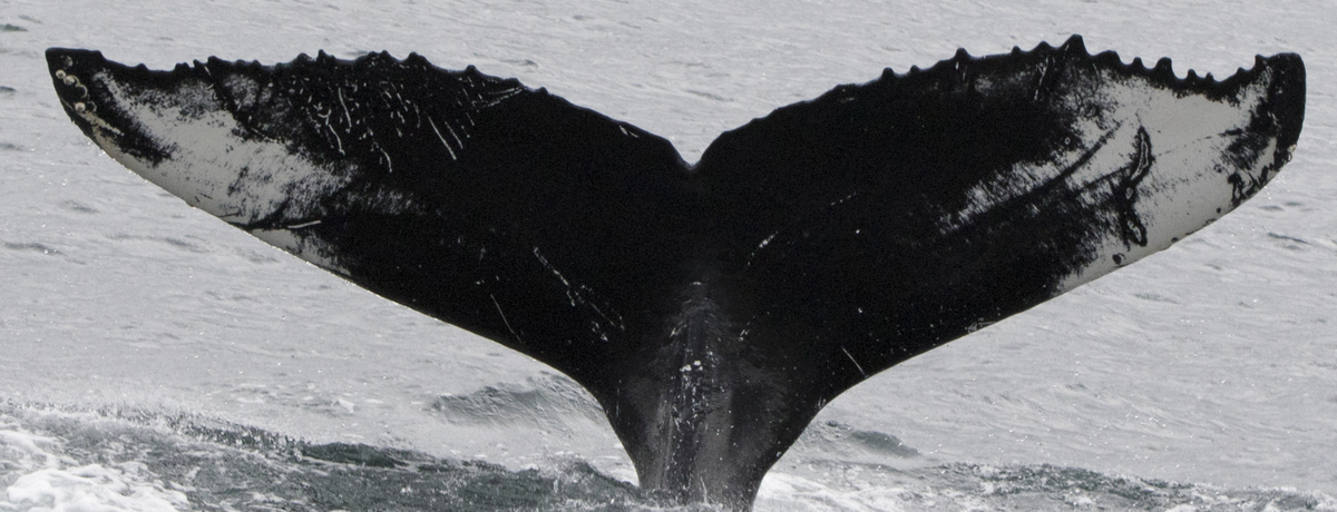 Fluke of Gears (Westfjords)