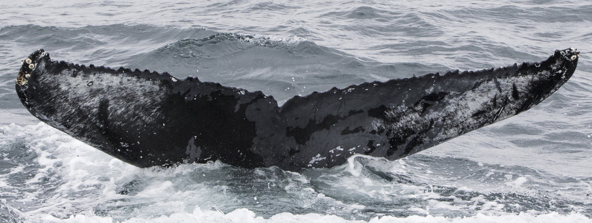 Fluke of HW-MN0101284