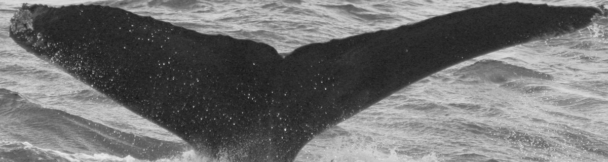 Fluke of CRC-10941