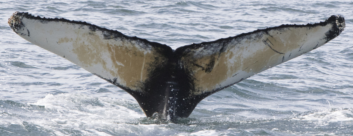 Fluke of HRC-Mn390