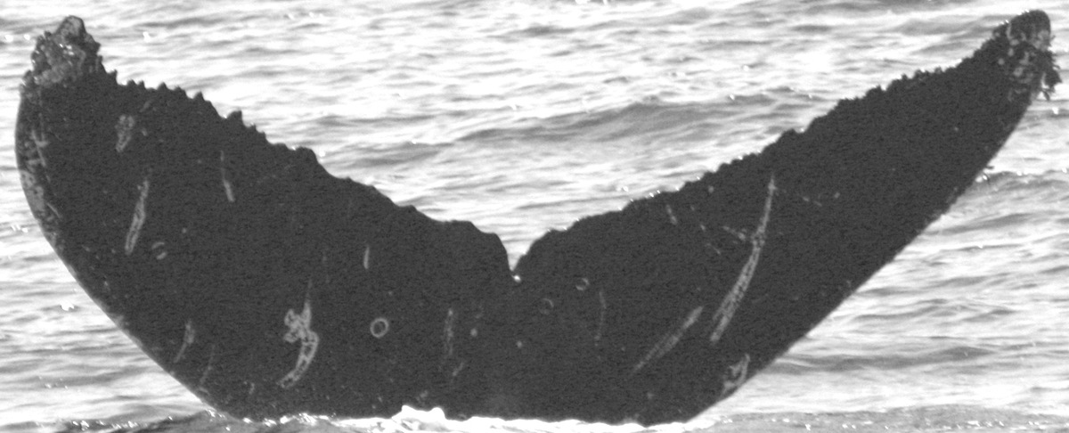 Fluke of CRC-12527