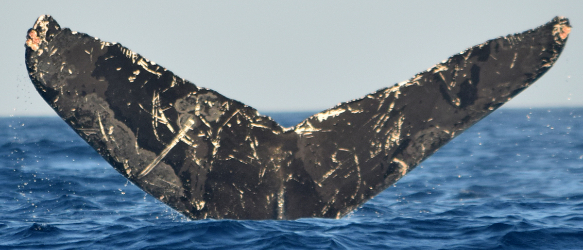 Fluke of Union (Nicaragua)