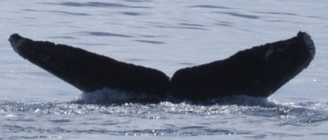 Fluke of Big Kahuna (Salish Sea)