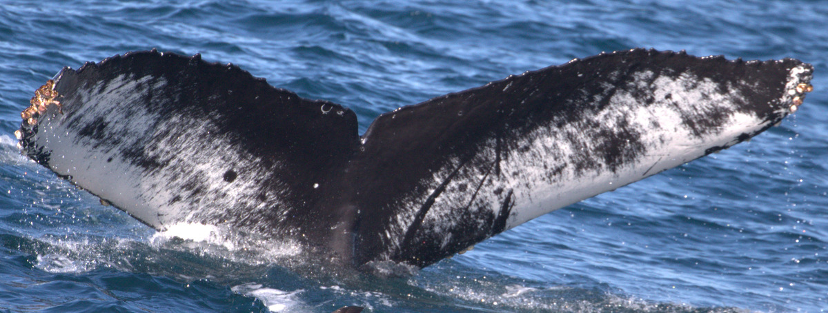 Fluke of CRC-11598