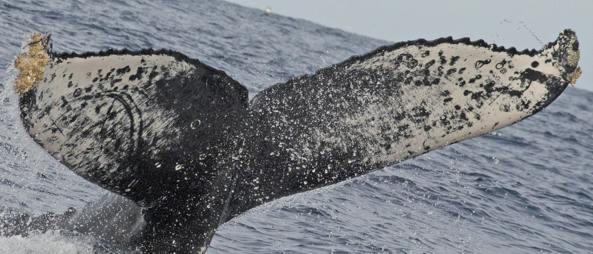 Fluke of CRC-12301