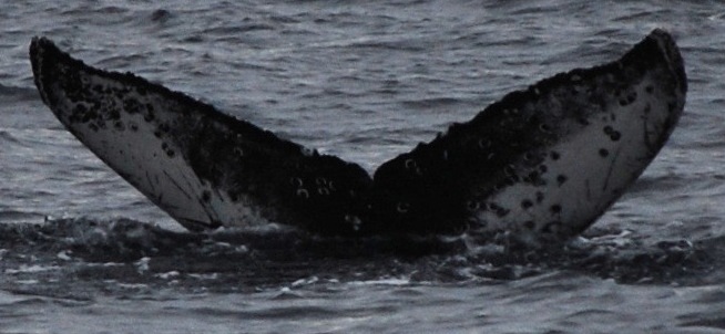 Fluke of CRC-17757