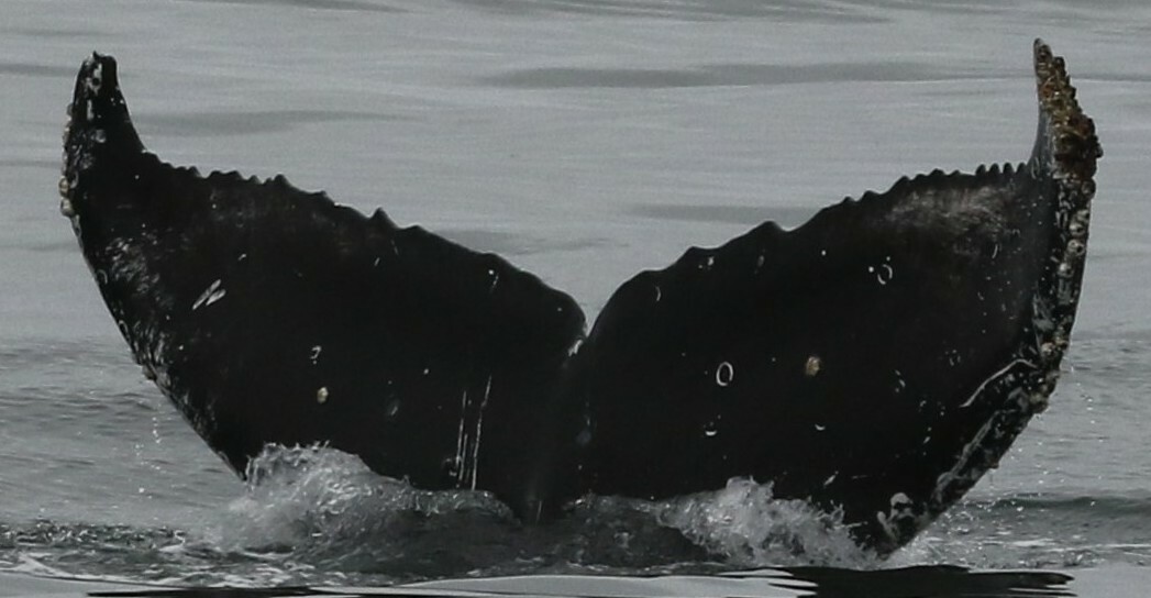 Fluke of CRC-17847