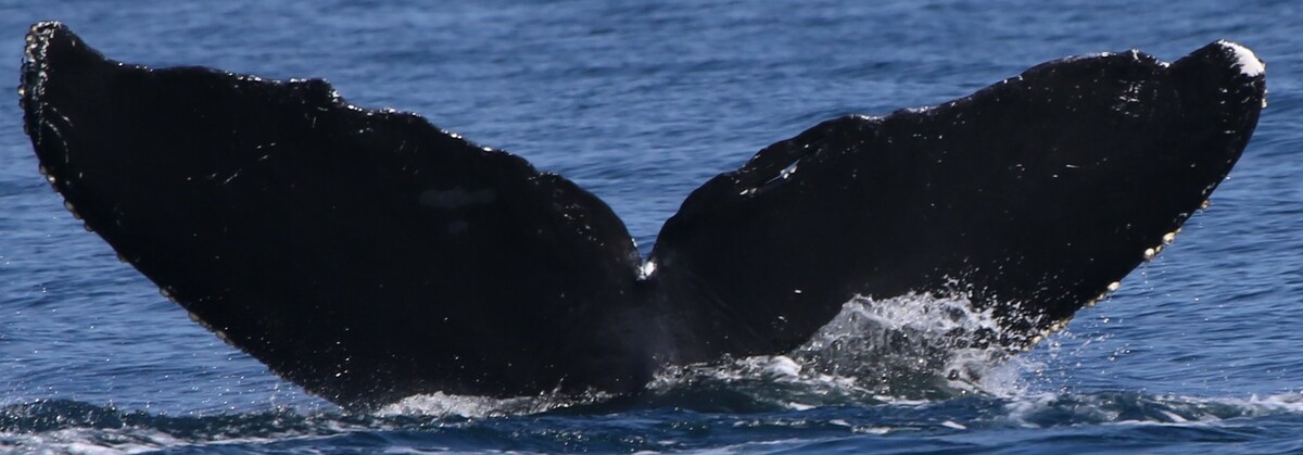 Fluke of CRC-10695