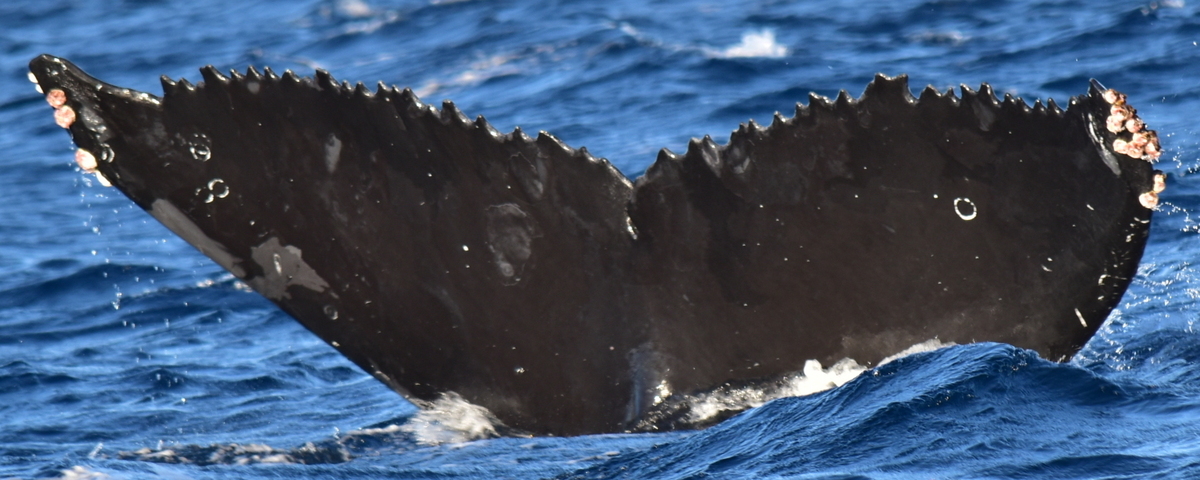 Fluke of CRC-17771