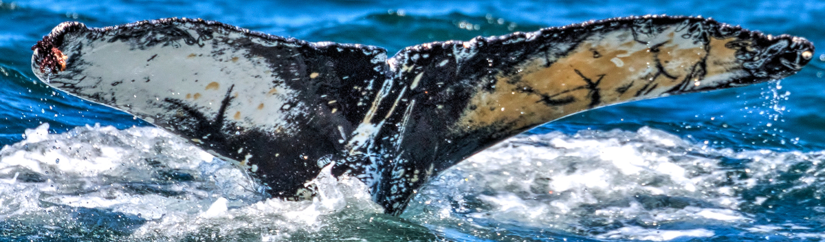 Fluke of CRC-17825