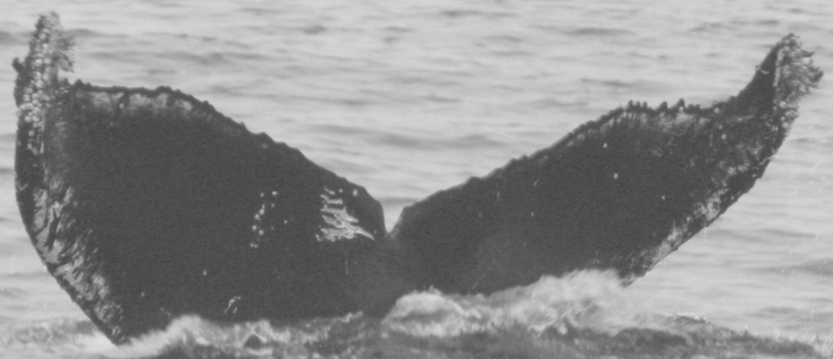 Fluke of CRC-11604