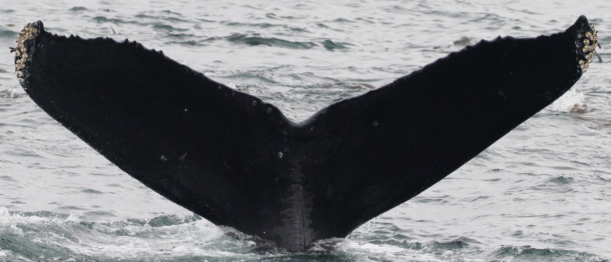 Fluke of CRC-10740