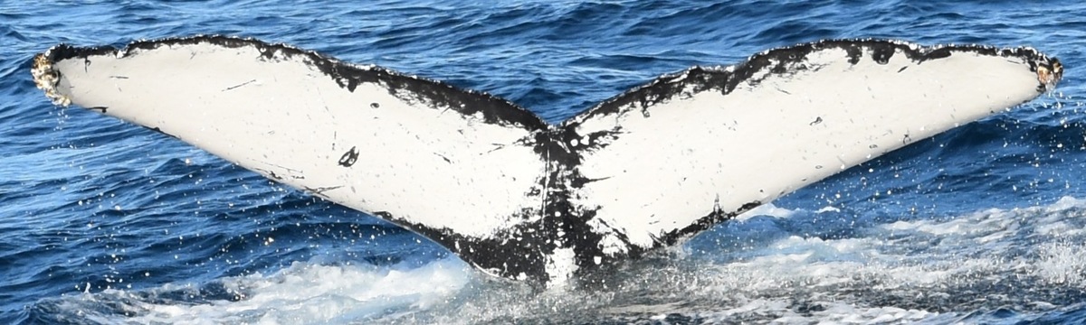 Fluke of CRC-18021